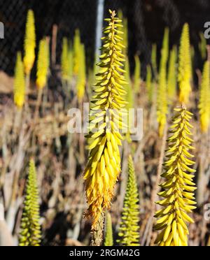 Fleur en forme de cône jaune de plante d'Aloe Vera Banque D'Images