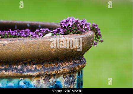 Belle fleur violette décorative en pot de fleurs bonsaï. Jardin bonsaï plein de plantes décoratives. Fond vert. Banque D'Images