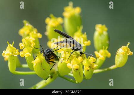 Mouches scies insectes de la mouche sciée sur les fleurs sauvages de panais (Pastinaca sativa), Hampshire, Angleterre, Royaume-Uni Banque D'Images