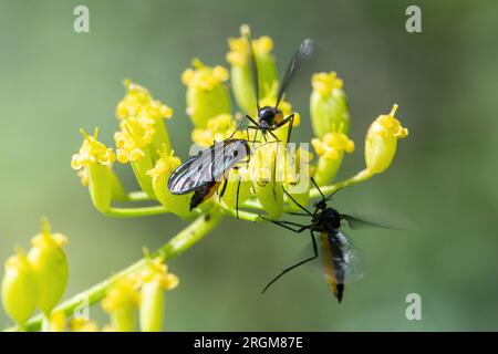 Mouches scies insectes de la mouche sciée sur les fleurs sauvages de panais (Pastinaca sativa), Hampshire, Angleterre, Royaume-Uni Banque D'Images