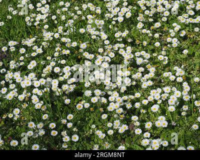 Marguerite commune, Marguerite de pelouse, Gänseblümchen, Pâquerette, Bellis perennis, százszorszép, Budapest, Hongrie, Magyarország, Europe Banque D'Images
