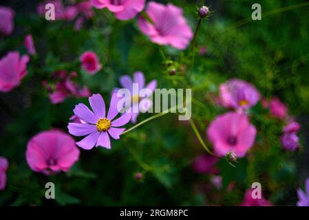 Fleurs colorées de cosmea dans le jardin d'été. ASTRA est dans la boîte. Différentes fleurs sont leur bouquet. Banque D'Images