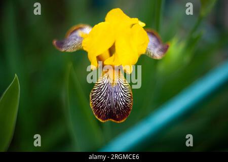 Fleur jaune. Détails du jardin. Gros pétale. Belle plante. Banque D'Images