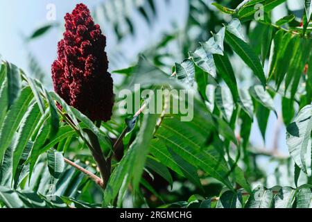 Une grande plante ornementale Rhus typhina, une fleur rouge du sumac. La fleur rouge du sumac. Sumac corné, ou sumac moelleux, arbre à vinaigre RH Banque D'Images