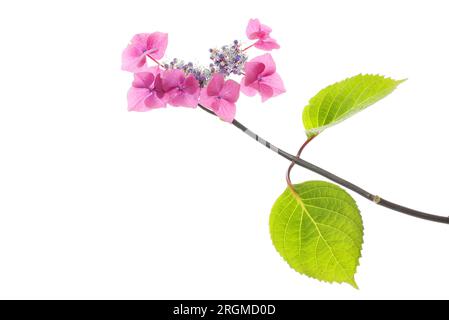 Hortensia Lacecap fleur et feuillage isolés contre white Banque D'Images