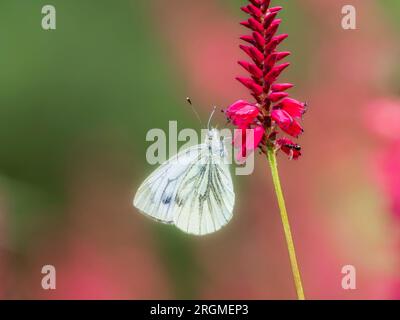 Papillon blanc à veine verte femelle adulte, Pieris napi, se nourrissant de Persicaria amplexicaulis dans un jardin britannique Banque D'Images