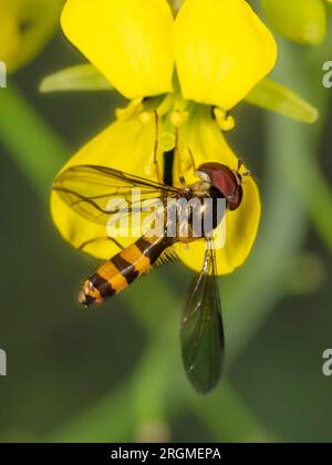 Adulte mâle Meliscaeva cinctella hoverfly se nourrissant de fleurs de moutarde dans un jardin britannique Banque D'Images