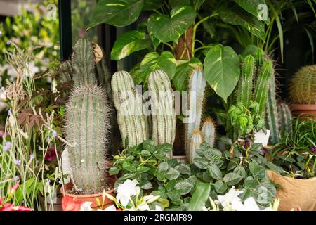 Succulentes en vente dans un magasin de fleurs en plein air à Rome Italie en été Banque D'Images