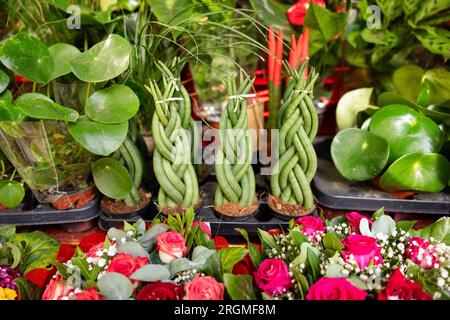 Succulentes en vente dans un magasin de fleurs en plein air à Rome Italie en été Banque D'Images