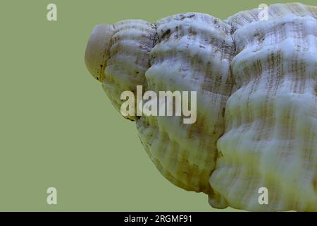 Macro, photo studio : photo en gros plan d'une partie d'un obus de mer, lavé à terre. Banque D'Images