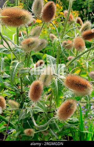 Teasel commun (Dipsacus fullonum). Famille des Caprifoliaceae. Prise en août. Été Banque D'Images