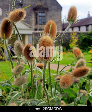 Thé commun (Dipsacus fullonum). Famille des Caprifoliaceae. . Cowbridge Physic Garden. Prise en août 2023 Banque D'Images