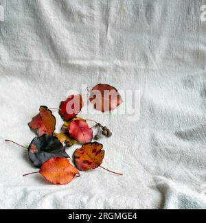 Feuilles d'automne rouges et oranges sur un torchon en attente d'être utilisées dans un projet d'artisanat ou arrangement floral d'automne. Banque D'Images