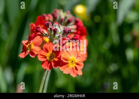 Close up d'un candélabre (primrose primula bulleyana) en fleurs Banque D'Images