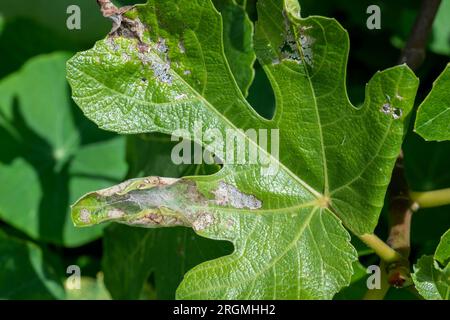 Cocon de Choreutis nemorana / Fig Leaf Skeletoniser. Vu pour la première fois au Royaume-Uni 2014 devient maintenant plus large. Banque D'Images
