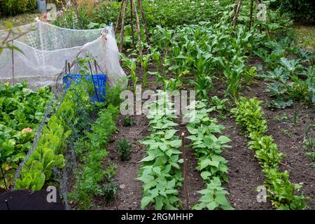 Jardin d'allotissement en juin avec des rangées soignées de betteraves, haricots nains, laitue, maïs sucré et carottes protégées par un filet à mouches de carottes. Banque D'Images