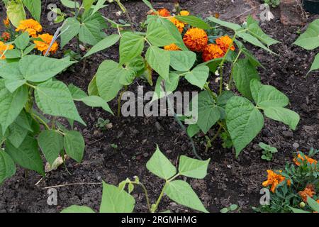 Tagetes (Tagetes Glandulifera), 'marigolds' cultivé comme plante compagnon pour les haricots français nains. Les tagètes aident à dissuader les ravageurs nuisibles. Banque D'Images
