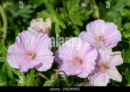 Gros plan de fleurs de géraniums sanglants roses (Geranium sanguineum) en fleurs Banque D'Images