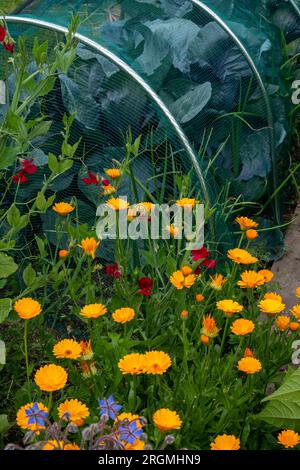 Tagetes (Tagetes Glandulifera), 'marigolds' cultivé comme plante compagnon pour le chou. Les tagètes aident à dissuader les ravageurs nuisibles. Banque D'Images