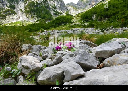 Le cyclamen violet (Cyclamen purpurascens) pousse à partir de rochers dans la vallée de Vrata dans les alpes juliennes et le parc national du Triglav, Slovénie avec les fleurs Banque D'Images