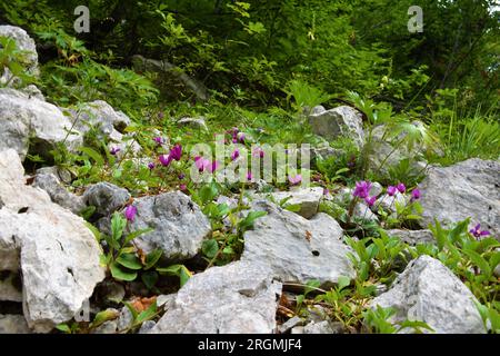 Gros plan d'un groupe de fleurs de cyclamen violet (Cyclamen purpurascens) poussant entre les rochers Banque D'Images