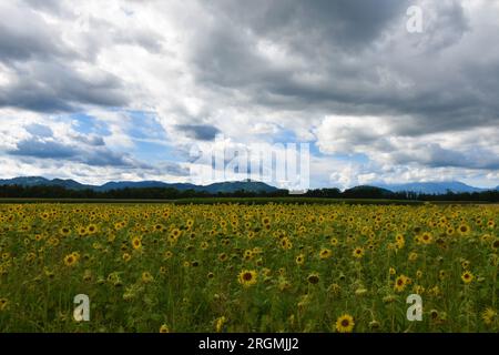 Champ de tournesol commun (Helianthus annuus) à Sorsko polje à Gorenjska, Slovénie avec des nuages cumulus dans le ciel et des collines en arrière-plan Banque D'Images