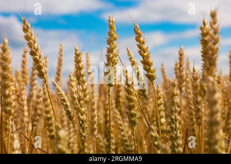 Blé tendre jaune poussant dans le champ cultivé en été journée ensoleillée. Scène agricole. Triticum aestivum. Gros plan de la barre de coupe. Concept de Banque D'Images