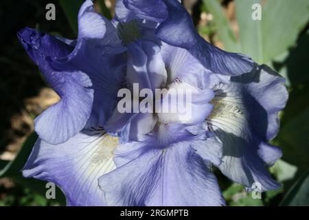 Superbe Lavender Iris Banque D'Images