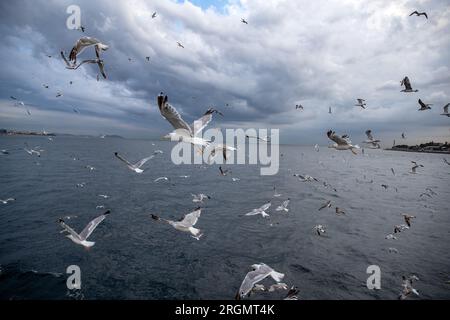 Istanbul, Turquie. 10 août 2023. Alors que le temps nuageux montrait son effet, des mouettes volant dans le Bosphore ont été vues à Istanbul. (Image de crédit : © Onur Dogman/SOPA Images via ZUMA Press Wire) USAGE ÉDITORIAL SEULEMENT! Non destiné à UN USAGE commercial ! Banque D'Images