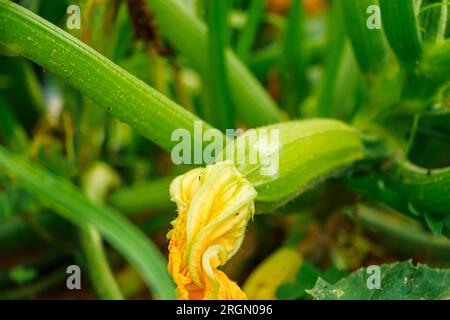 Cultiver des courgettes en serre. Jeunes légumes verts frais en gros plan. Jardinage et agriculture. Banque D'Images