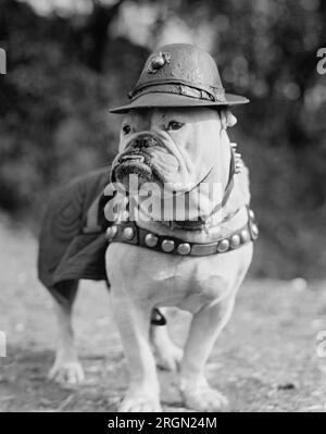 Sergent Jiggs, mascotte du corps des Marines. 1925 Banque D'Images