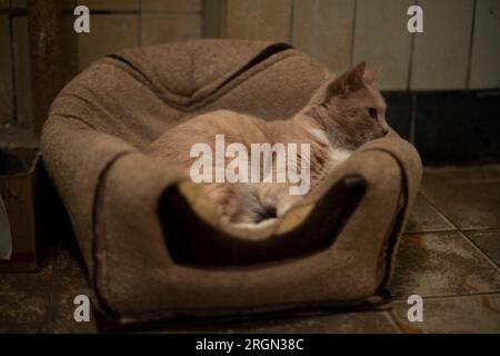 Chat dort à sa place. L'animal est allongé sur la chaise. L'animal est à la maison. Animal mignon. Banque D'Images