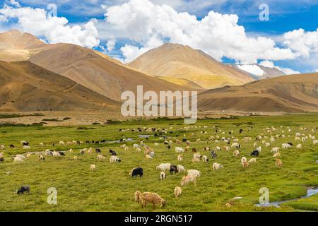 Un grand entendu parler de moutons paissant dans les hautes prairies du ladakh Banque D'Images