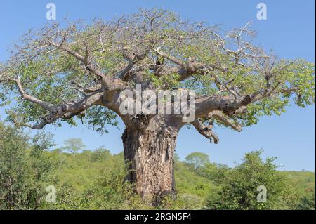 Baobab dans Kruger National Park, Afrique du Sud Banque D'Images