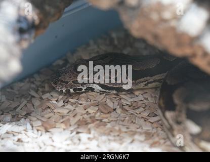 Hambourg, Allemagne. 10 août 2023. Un boa de Madagascar se trouve dans un terrarium dans la maison des reptiles du refuge pour animaux de Süderstraße. Les organisations de protection des animaux veulent attirer l’attention sur leurs besoins avec une manifestation vendredi. Auparavant, ils avaient présenté un plan en dix points dans lequel ils exigeaient, entre autres, la nouvelle construction du refuge pour animaux Süderstraße et une réaffectation de la taxe sur les chiens. Crédit : Marcus Brandt/dpa/Alamy Live News Banque D'Images