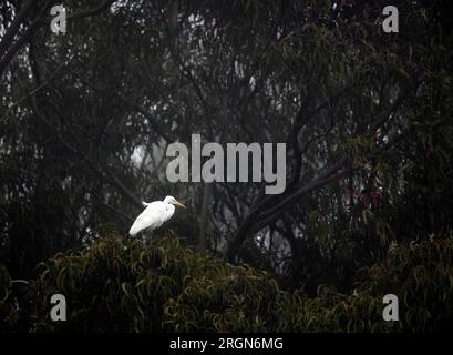 Great Egret perché dans large Dark Tree Banque D'Images