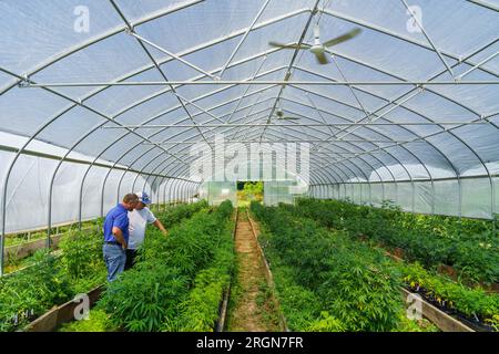 Reportage : visite du NRCS à la ferme de chanvre biologique de Papa G dans le comté de Crawford, IN (juin 2022) - Jeff Garland (à droite) donne à Lee Schnell, un conservateur du district du NRCS de l'Indiana, une visite de la ferme de chanvre biologique de Papa G dans le comté de Crawford, LE 23 juin 2022. Banque D'Images