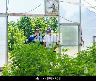 Reportage : visite du NRCS à la ferme de chanvre biologique de Papa G dans le comté de Crawford, IN (juin 2022) - Jeff Garland (à droite) donne à Lee Schnell, un conservateur du district du NRCS de l'Indiana, une visite de la ferme de chanvre biologique de Papa G dans le comté de Crawford, LE 23 juin 2022. Banque D'Images