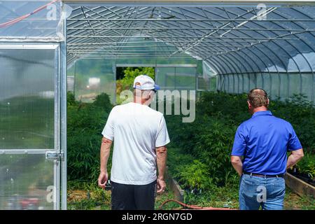 Reportage : visite du NRCS à la ferme de chanvre biologique de Papa G dans le comté de Crawford, IN (juin 2022) - Jeff Garland (à droite) donne à Lee Schnell, un conservateur du district du NRCS de l'Indiana, une visite de la ferme de chanvre biologique de Papa G dans le comté de Crawford, LE 23 juin 2022. Banque D'Images