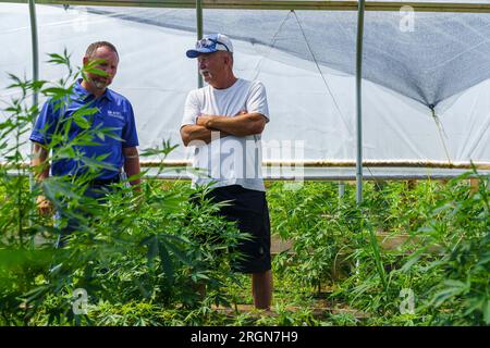 Reportage : visite du NRCS à la ferme de chanvre biologique de Papa G dans le comté de Crawford, IN (juin 2022) - Jeff Garland (à droite) donne à Lee Schnell, un conservateur du district du NRCS de l'Indiana, une visite de la ferme de chanvre biologique de Papa G dans le comté de Crawford, LE 23 juin 2022. Banque D'Images