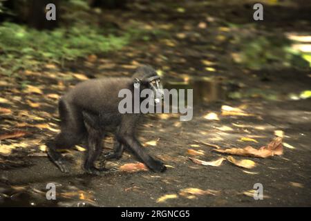 Un macaque à crête (Macaca nigra) se déplace sur le sol forestier de la forêt de Tangkoko, Sulawesi du Nord, en Indonésie. Le changement climatique et les maladies sont des menaces émergentes pour les primates, et environ un quart des aires de répartition des primates ont des températures supérieures à celles historiques, a écrit une équipe de scientifiques dirigée par Miriam Plaza Pinto sur nature. Un rapport récent d'une autre équipe de scientifiques dirigée par Marine Joly a révélé que la température augmente en effet dans la forêt de Tangkoko, et que l'abondance globale des fruits a diminué : « entre 2012 et 2020, les températures ont augmenté jusqu'à 0,2 degrés Celsius par an dans la forêt. » Banque D'Images