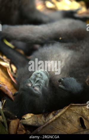 Un macaque à crête (Macaca nigra) se trouve sur le sol de la forêt alors qu'il s'arrête dans la forêt de Tangkoko, Sulawesi du Nord, en Indonésie. Le changement climatique et les maladies sont des menaces émergentes pour les primates, et environ un quart des aires de répartition des primates ont des températures supérieures à celles historiques, a écrit une équipe de scientifiques dirigée par Miriam Plaza Pinto sur nature. Un rapport récent d'une autre équipe de scientifiques dirigée par Marine Joly a révélé que la température augmente en effet dans la forêt de Tangkoko et que l'abondance globale des fruits a diminué. Banque D'Images