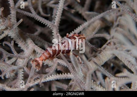 Crevettes Panier Star, Lipkemenes lanipes, dans Giant basket Star, Astroboa nuda, plongée de nuit, site de plongée Torpedo Alley, Horseshoe Bay, Nusa Kode, South RInC Banque D'Images