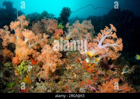 Glomerate Tree Coral, Spongodes sp, site de plongée Pelican Head, Horseshoe Bay, Nusa Kode, sud de l'île Rinca, parc national de Komodo, Indonésie Banque D'Images