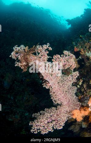 Glomerate Tree Coral, Spongodes sp, site de plongée Pelican Head, Horseshoe Bay, Nusa Kode, Rinca Island, parc national de Komodo, Indonésie Banque D'Images