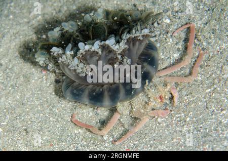 Les méduses portent du crabe, Ethusa sp, portant des méduses à l'envers, Cassiopeia andromeda, Gili Lawa Darat Island, au nord de l'île Komodo, Komodo National Banque D'Images