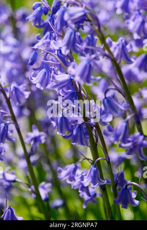 Gros plan d'un groupe de cloches bleues violettes ou Hyacinthoides non scripta au printemps. Fond Bluebell. Banque D'Images