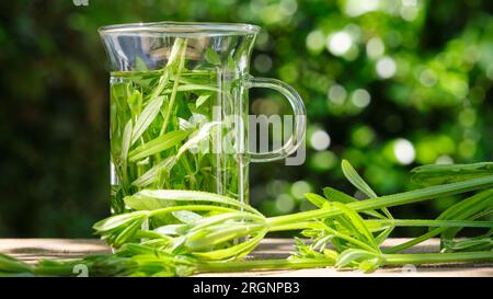 Thé frais à base de couperets aux herbes. Feuilles de couperet vert dans un verre dans un jardin sur une table en bois avec des feuilles fraîches au premier plan. Aussi connu sous le nom de Galium aparine Banque D'Images