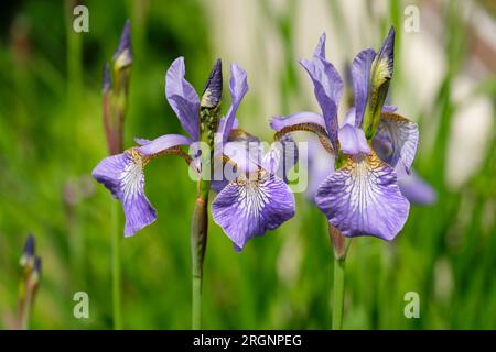 Un groupe de belles fleurs violettes de l'iris sibérien avec des pucerons verts dans un jardin ensoleillé. Aussi connu sous le nom de drapeau sibérien et Iris Sibirica. Banque D'Images