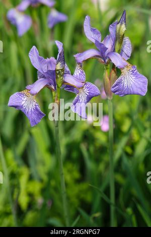 Un groupe de belles fleurs violettes de l'iris sibérien avec des pucerons verts dans un jardin ensoleillé. Aussi connu sous le nom de drapeau sibérien et Iris Sibirica. Banque D'Images